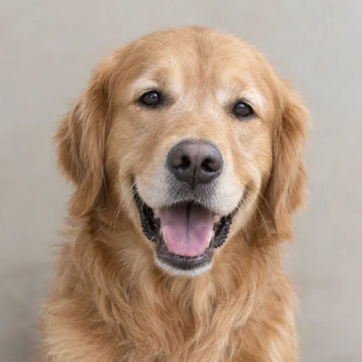 Photo of a smiling golden retriever with its mouth open