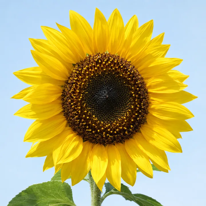 Photo of a bright yellow sunflower against a pale sky